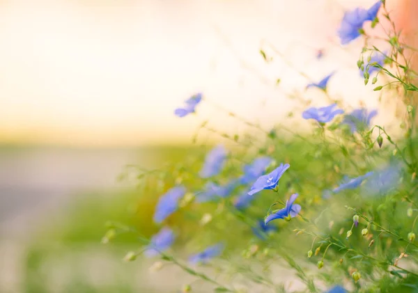 Blaue Sommerblumen Abstrakten Horizont Hintergrund — Stockfoto