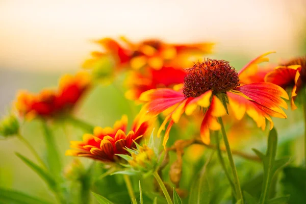 Multicolor Summertime Gaillardia Trädgård Blommor Sunlight — Stockfoto