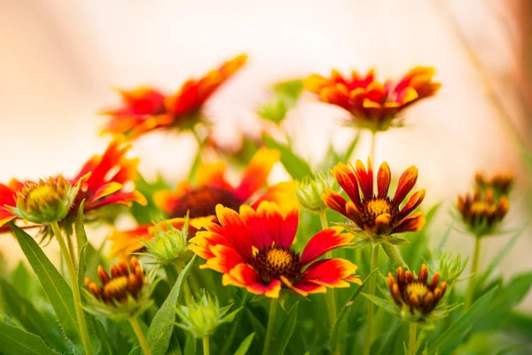 Multicolore Été Gaillardie Jardin Fleurs Lumière Soleil — Photo