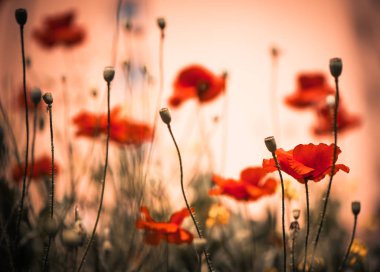 yaz çayır arka plan, kırmızı haşhaş