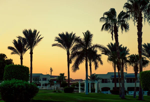 Palm Bomen Silhouetten Schemering Pensions Achtergrond — Stockfoto