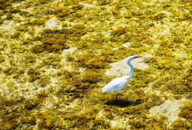 deniz balık üzerine sığ yosun içinde bekleyen kuş