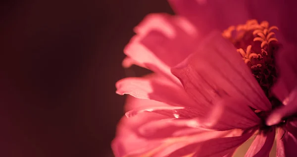 Rote Blütenknospe Vor Dunklem Hintergrund — Stockfoto