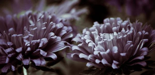 Fleurs Été Feuilles Fond Abstrait — Photo