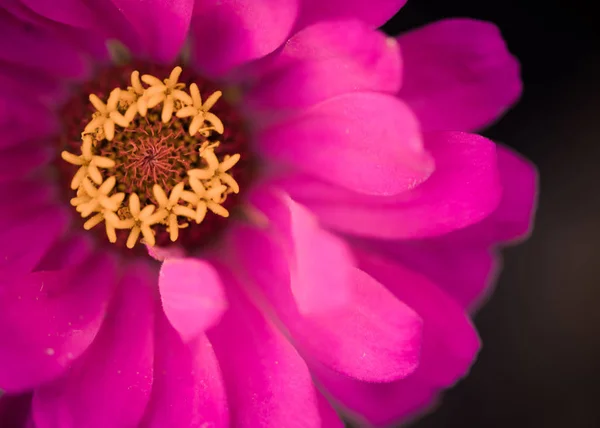 Schöne Rote Sommerblumenknospe Mit Gelber Mitte — Stockfoto