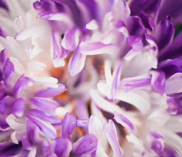 Bunte Blütenblätter Hintergrund — Stockfoto