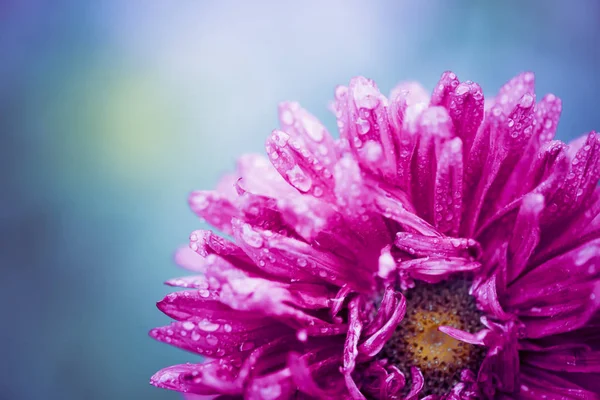 Sommerblume Mit Tropfen Über Blütenblättern Auf Blauem Hintergrund — Stockfoto
