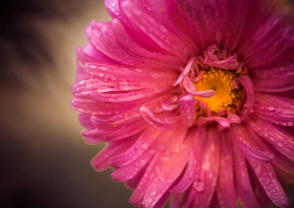 Gelbe Mitte Innerhalb Roter Sommerblume — Stockfoto