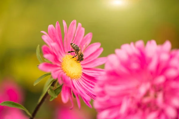 Bright Summer Garden Flowers Bee Bud — Stock Photo, Image