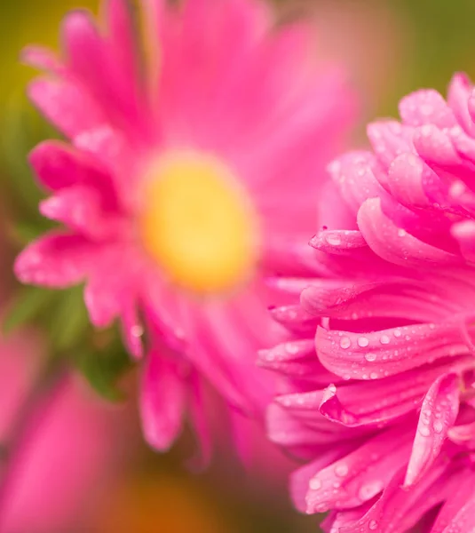 Leuchtend Bunte Sommerblumen Mit Regentropfen Auf Blütenblättern — Stockfoto