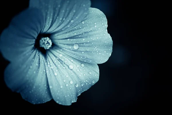 Flor Fresca Verano Con Gotas Agua Las Hojas Fondo Oscuro —  Fotos de Stock