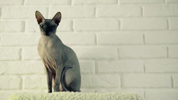 Krajowych Sfinks Kot Siedzi Miękkie Platformy Tle Ściany Cegła — Wideo stockowe