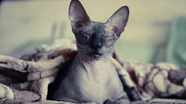 yerli Sfenks kedi yastık üzerinde arka plan ile yatakta battaniyenin altında esner