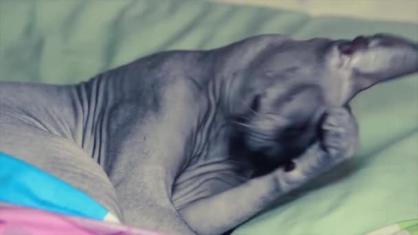 sphinx domestique tête de lavage de chat après le sommeil couché sur l'oreiller 