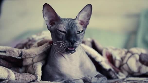 bâillements de chat sphinx domestique sous couverture dans le lit avec oreiller sur le fond 