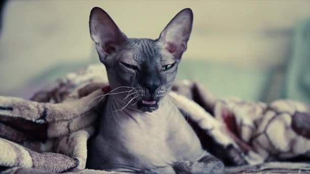 Domestic Sphinx Cat Yawns Blanket Bed Pillow Background — Stock Video