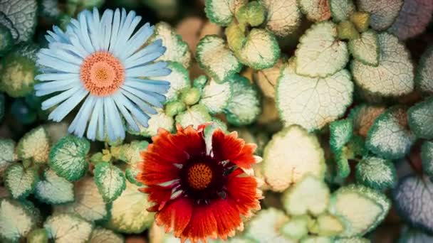 Spinning Blommor Knoppar Våren Blommig Bakgrund — Stockvideo