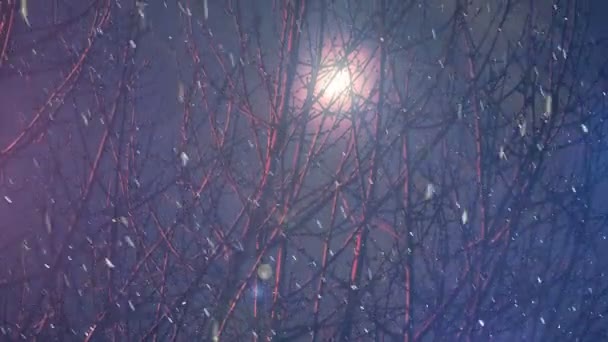 Chiaro Luna Attraverso Rami Albero Con Neve Caduta — Video Stock