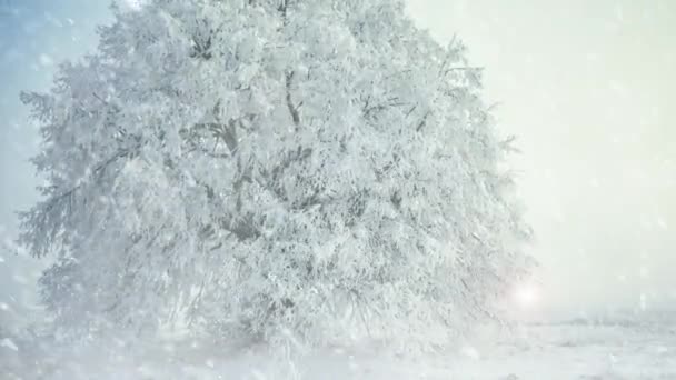 Árvore Congelada Prado Inverno Terra Com Queda Neve Luz Solar — Vídeo de Stock