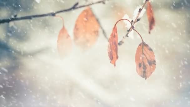 Verblasste Blätter Auf Winterlichem Ast Unter Fallendem Schnee — Stockvideo