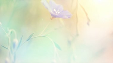 gün batımı ışığında renkli yaz çiçekleri