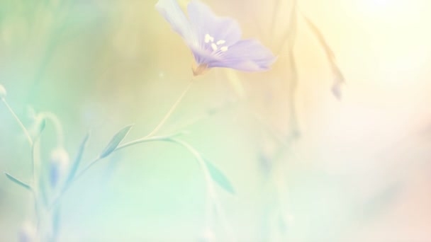 Barevné Letní Květiny Při Světle Západu Slunce — Stock video