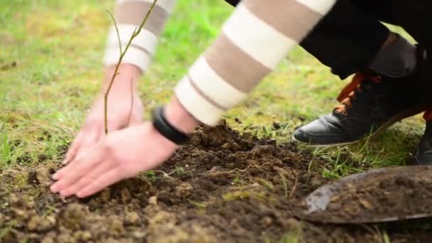 Jovem Plantando Nova Árvore Gramado Verde Rua — Vídeo de Stock