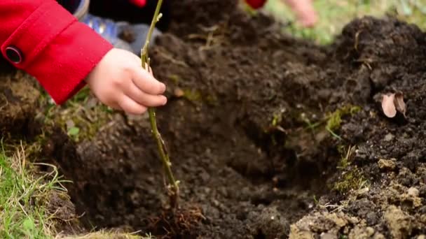 緑の通りの芝生の地面の穴に新しい木を種をまくのを助ける子供たち — ストック動画