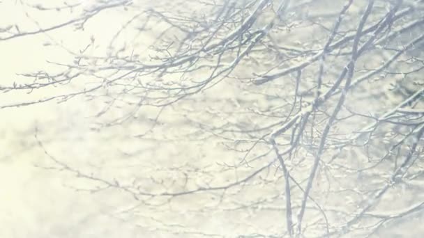 Téli Erdei Ágak Háttérben Eső Hópelyhek — Stock videók