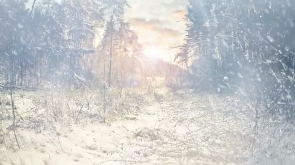 冬の森の中空の背景に落ちる雪片 — ストック動画