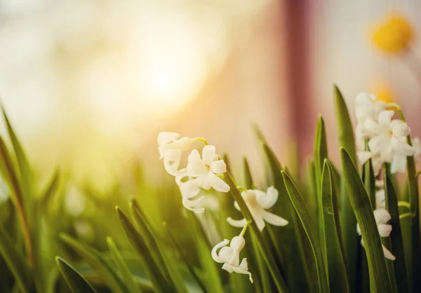 Mooie Lente Tuin Bloemen Bij Zonsondergang Licht — Stockfoto