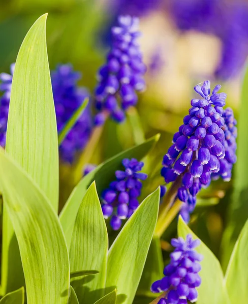 Niebieskie Kwiaty Wiosna Ogrodzie Zachód Słońca — Zdjęcie stockowe