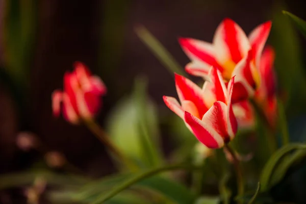 Frische Rote Tulpenblüten Frühling Sonnenuntergang Garten Boden — Stockfoto