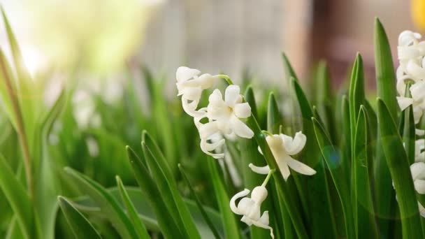 Vita Blommor Våren Trädgård Solnedgång — Stockvideo