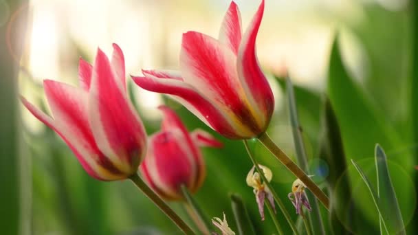 Fresh Red Garden Tulip Flowers Windy Spring Ground Sunlight — Stock Video