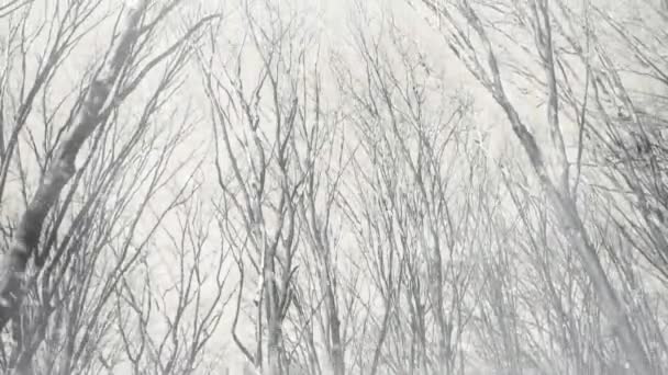 Fallender Schnee Bei Trübem Winter Wald Bäume Hintergrund — Stockvideo