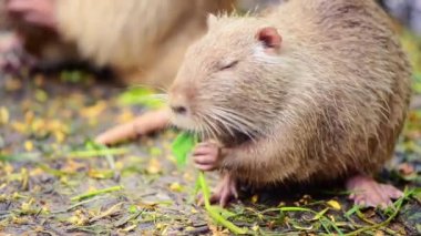 nutria closeup bir zemin üzerinde taze bahar bitkileri yeme