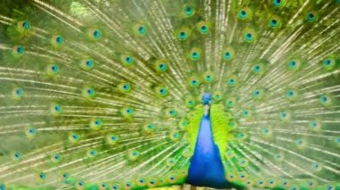 tavus kuşu nun güzel çok renkli kuyruğu hayvanat bahçesinde hareket ediyor