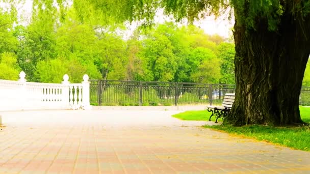 Primavera Parque Callejón Vista Largo Orilla Del Río — Vídeo de stock