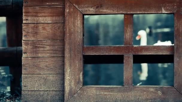 White Swans Ducks Flowing Lake Water Surface Wooden Window — 图库视频影像