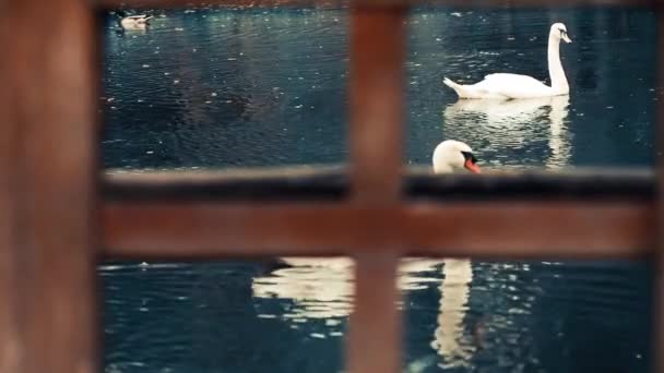 Cisnes Blancos Patos Que Fluyen Sobre Superficie Del Agua Del — Vídeo de stock