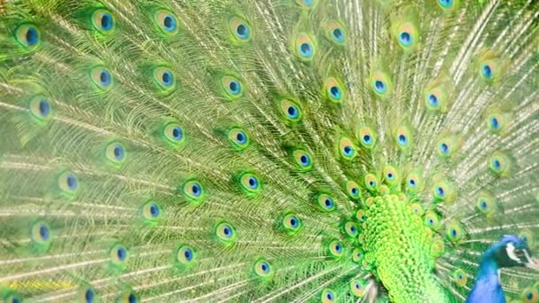 Hermosa Cola Multicolor Pavo Real Moviéndose Zoológico — Vídeos de Stock