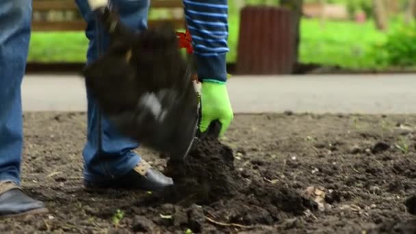 Gardener Replanting Roses Flowers Park Lawn Ground — Stock Video