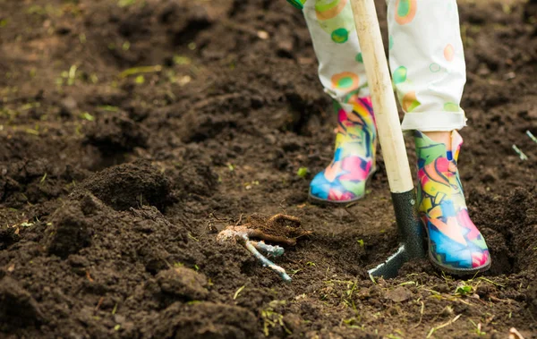 Kvinna Gummistövlar Gräva Marken Med Spade Till Plantera Jord — Stockfoto