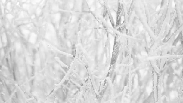 Copos Nieve Cayendo Invierno Congelado Arbusto Ramas Fondo — Vídeo de stock