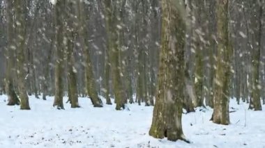 Kış ormanı yağan karla kaplı.