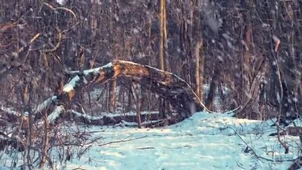 Bosque Invierno Nevado Escénico Con Árbol Caído Luz Del Atardecer — Vídeo de stock