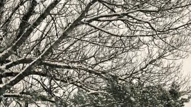 Alberi Prato Invernale Uptown Con Neve Che Cade — Video Stock