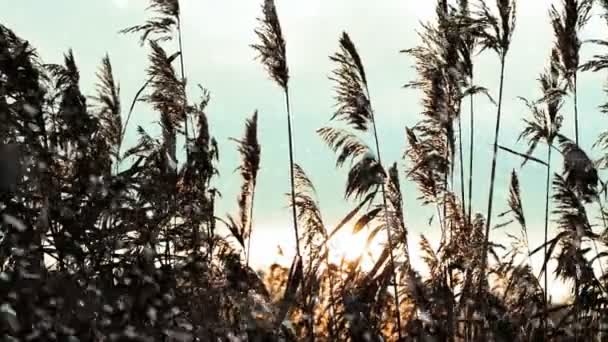 Temporada Invierno Cañas Que Mueven Una Puesta Sol Ventosa Bajo — Vídeo de stock