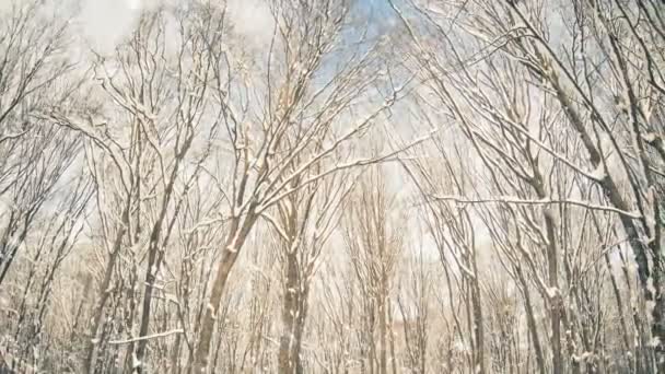 Árboles Del Bosque Invierno Cubiertos Nieve Bajo Las Nevadas — Vídeo de stock